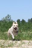 LABRADOR 039